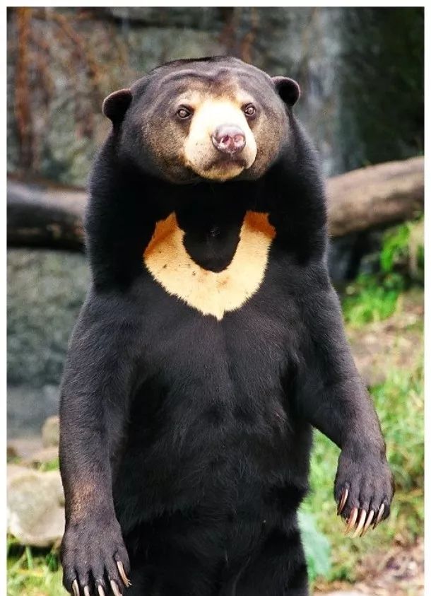 不忍直视世界罕见的十大变异动物,不忍直视世界罕见的十大动物