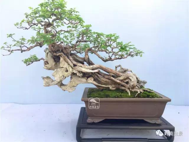 造型极美的盆景一起来欣赏,一组风吹出来的盆景欣赏动感十足