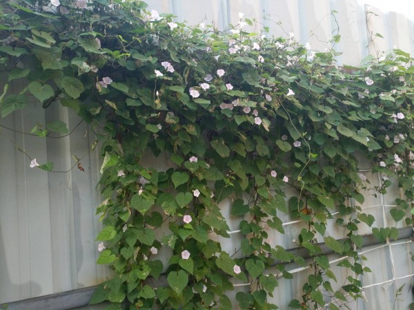 适合栽在庭院的多肉,庭院地栽多肉设计