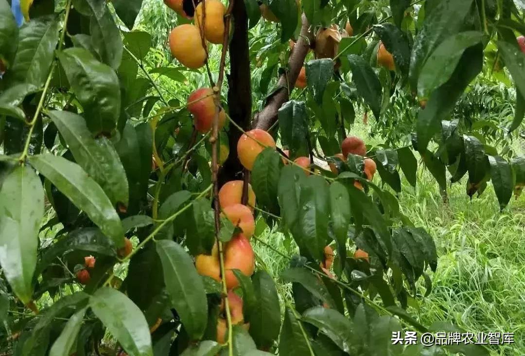 黄蟠桃和黄油蟠桃哪个更好,黄油蟠桃2019