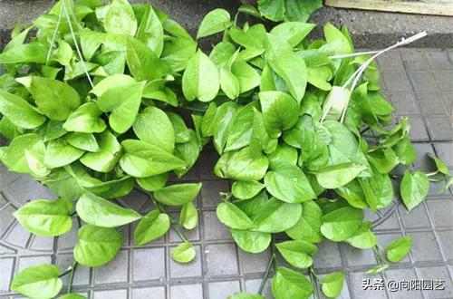 绿萝叶片有黑斑点发黄怎么治,绿萝出现叶子黄应该怎么养护