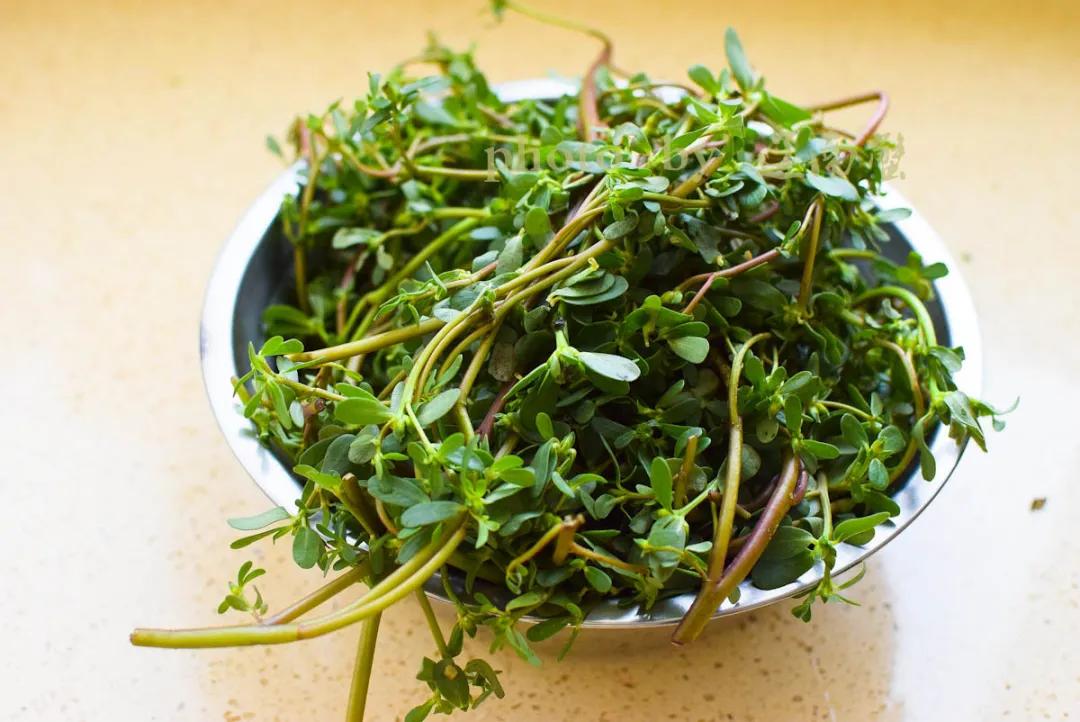 马齿苋是长寿菜你知道吗,马齿苋夏天