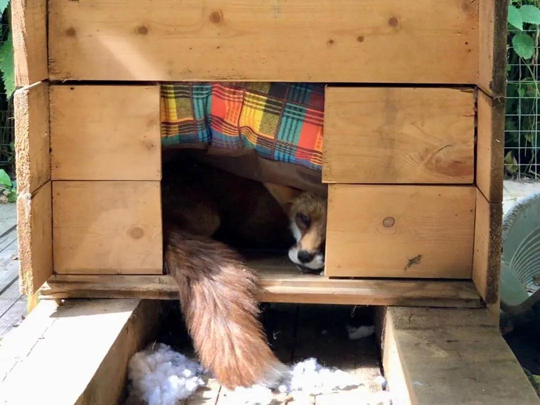 俄罗斯小哥救了兔狲,俄罗斯小哥救了只兔狲