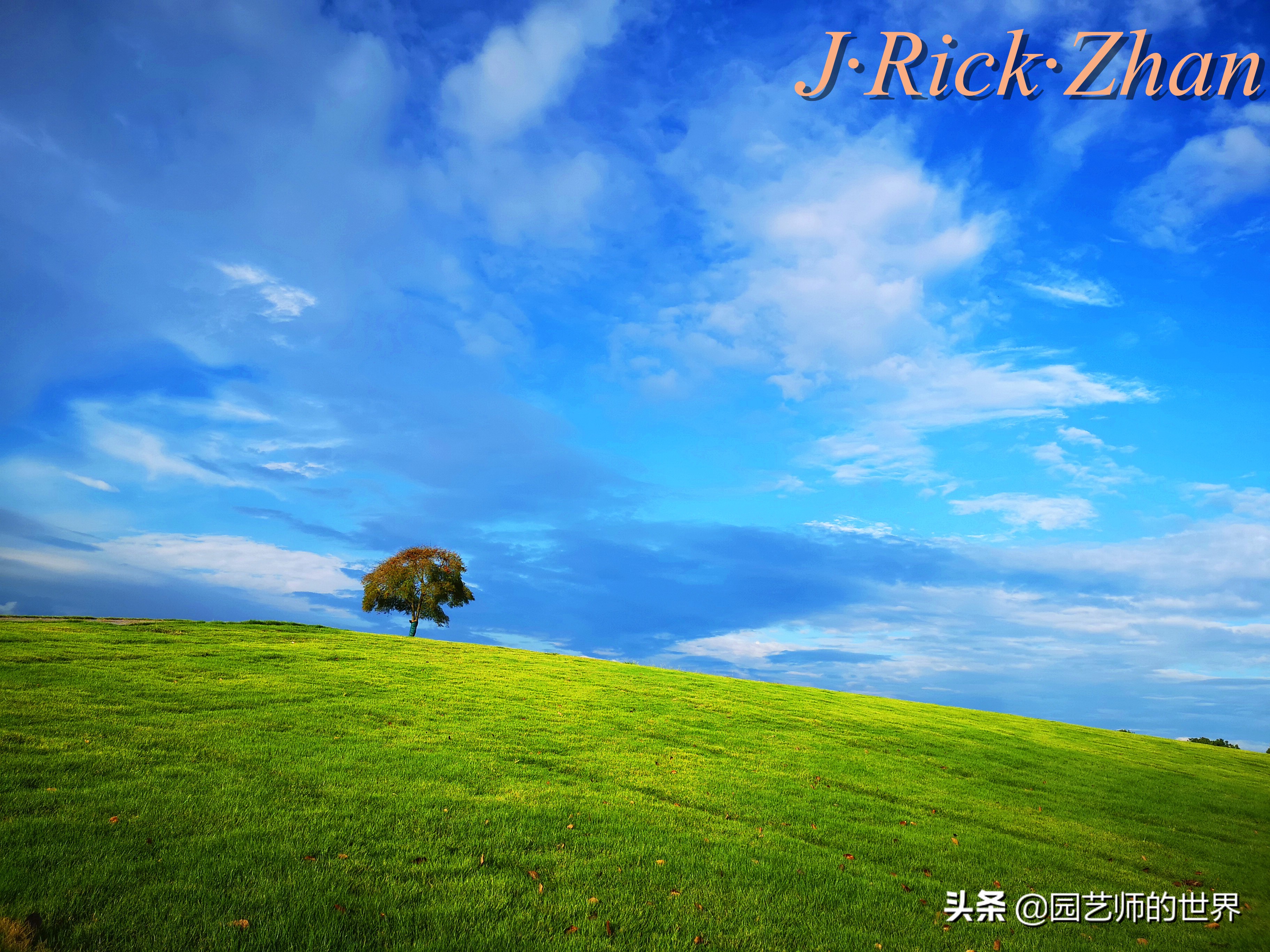 高尔夫果岭草坪家庭院子种植,麦冬草坪种植方法和注意事项