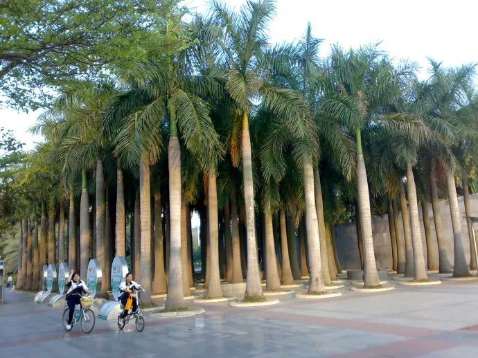 100种常见观叶植物图鉴史上最全,农村常见的100种植物