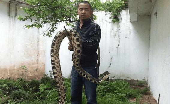 世界毒蛇毒性排名前100,中国十大毒蛇毒性详细介绍