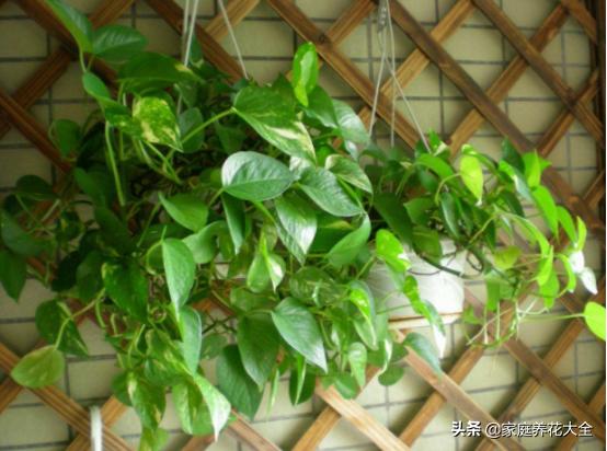绿萝水培不烂根黄叶,水培绿萝叶子发黄最简单处理方法