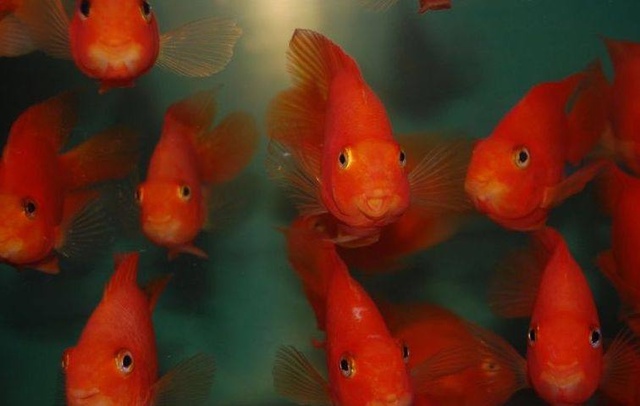 养风水鱼养几条最好,风水鱼不想养了能扔了吗