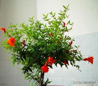 潮汕花卉民俗大全,潮汕传统文化桃花