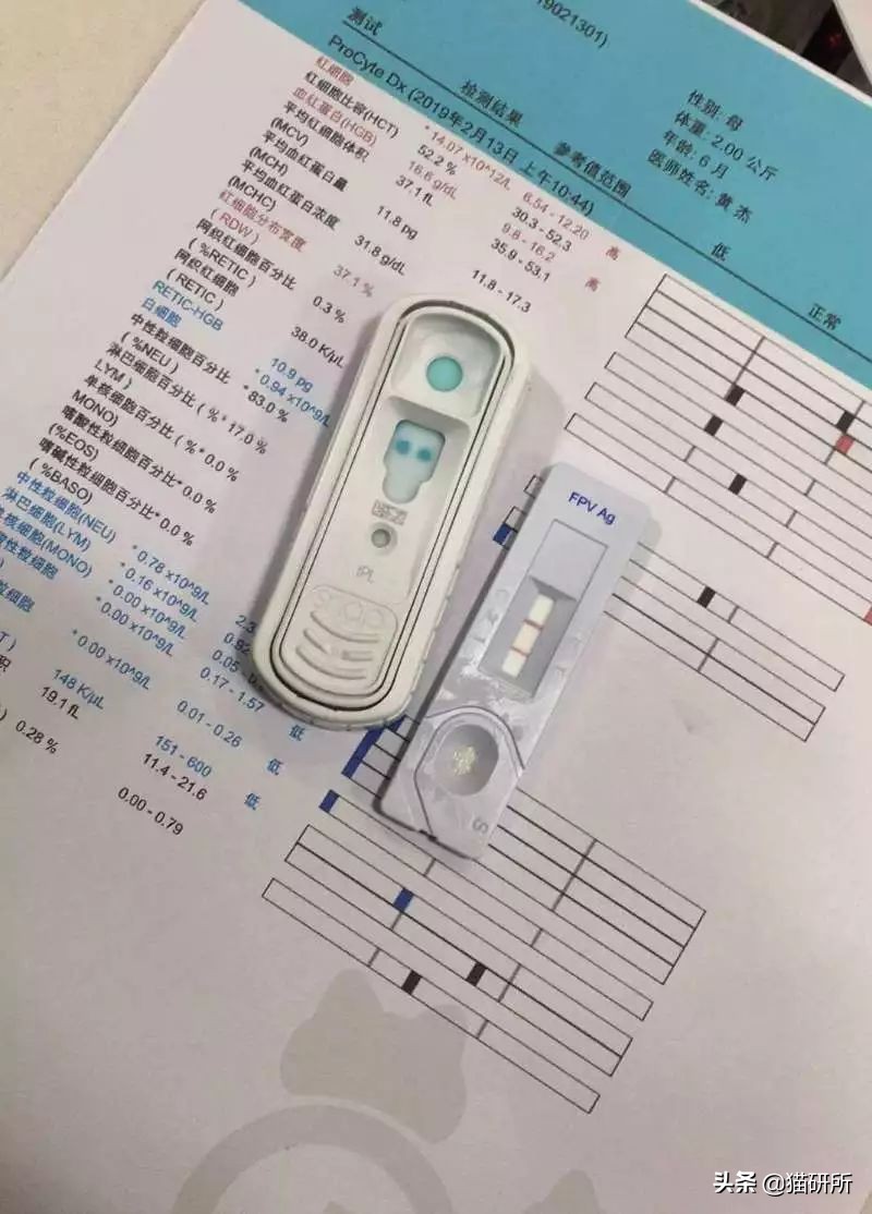 猫咪呕吐的原因及处理方法,猫咪呕吐不吃猫粮是什么原因