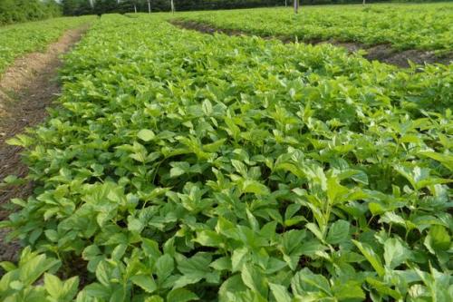 刺五加仿野生种植,刺五加仿生栽培技术路线