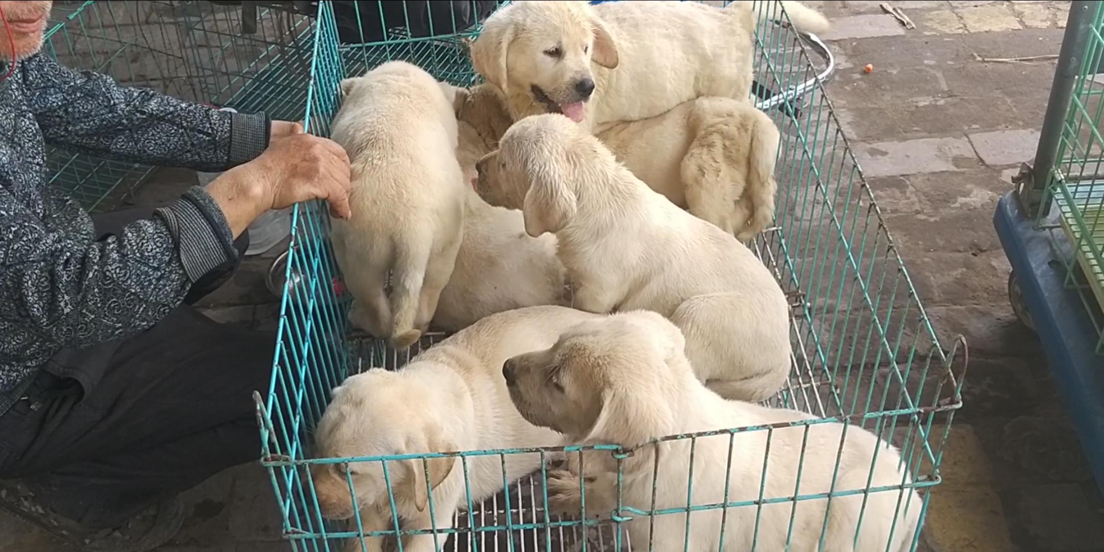 商丘宠物交易市场宠物兔,逛东北宠物交易市场