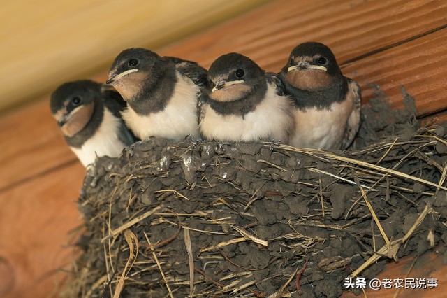 农村宅子风水禁忌200条,农村纯阳宅子风水图解大全