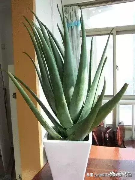 100种常见花卉植物图谱,100种花卉素描图谱