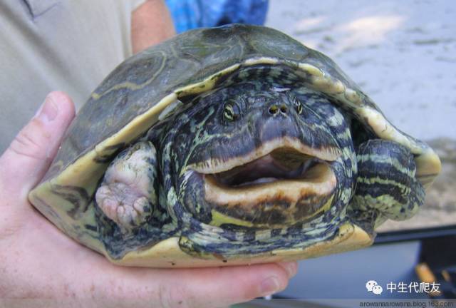 地图龟成体样子,地图龟种类及图解