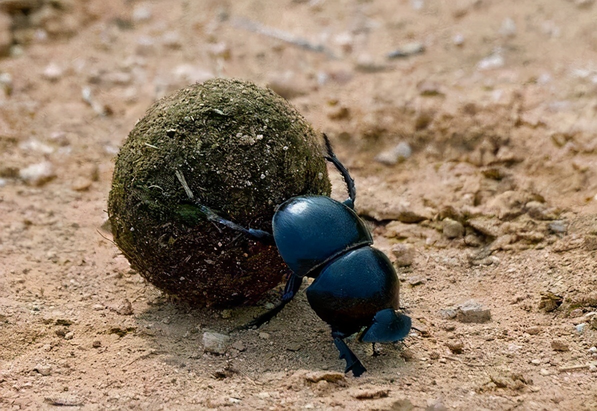 关于农村老话四白四黑是什么,农村俗语四酸四白四难听