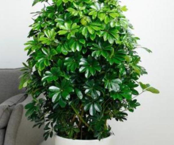 盆栽室内吸二手烟最强的绿植,什么绿植可以吸屋内甲醛二氧化碳