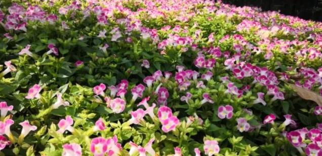 #唤醒好*光春**#​花海里的小蜜蜂，只有勤劳和不懈努力才会有成功