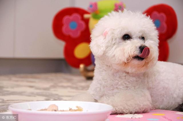 比熊犬有泪痕用什么泪痕液好使,解决比熊犬泪痕送你8个小妙招