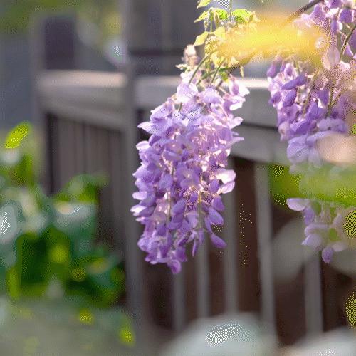 梦幻花园开园了！就在双流彭镇！免费的那种