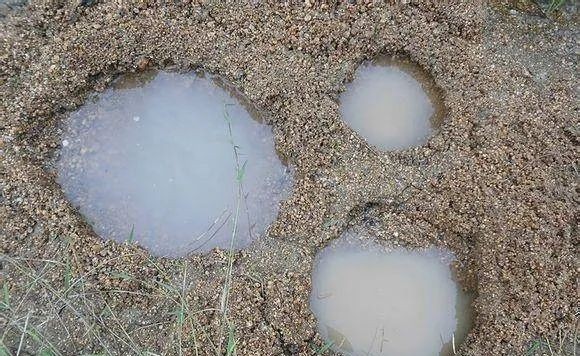 生存小技巧钻木取火,荒野生存取水技巧