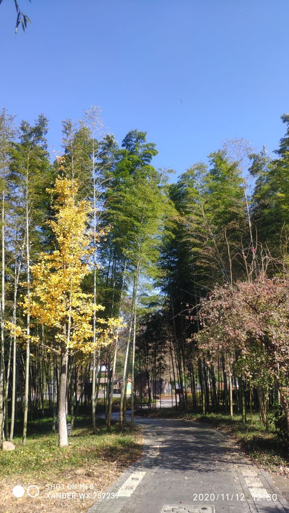 宜兴竹海十一月金色素材图片