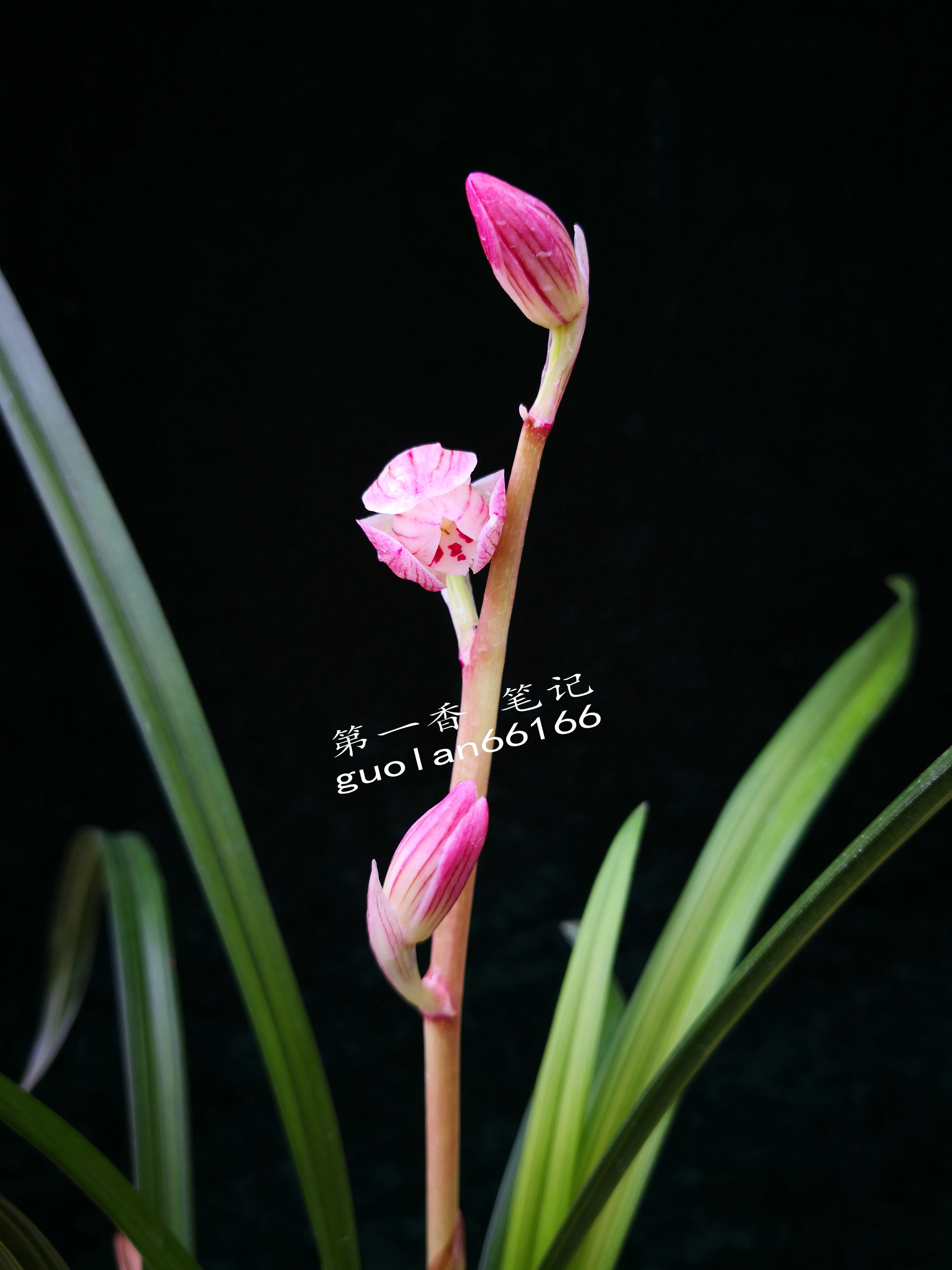 586：西南部兰市热火朝天-莲瓣兰大众化铭品交易量迅猛