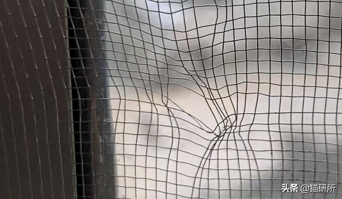 高层养猫到底要不要封窗,封窗养猫