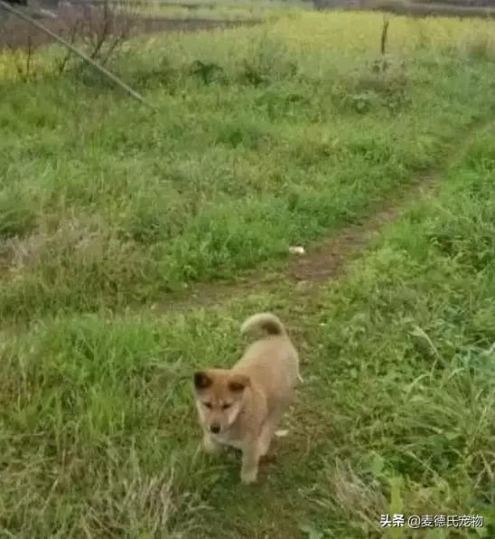 这样的中华田园犬难道你不爱吗,到底什么才是真正的中华田园犬