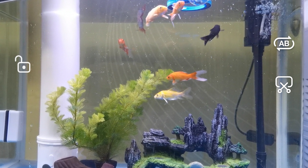 新手养鱼首选什么鱼,新手养鱼的全套设备