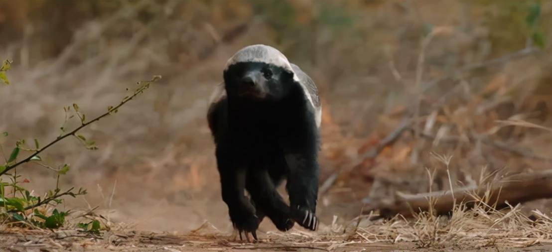蜜獾吞食毒蛇视频,克星蜜獾专门咬很凶猛的毒蛇