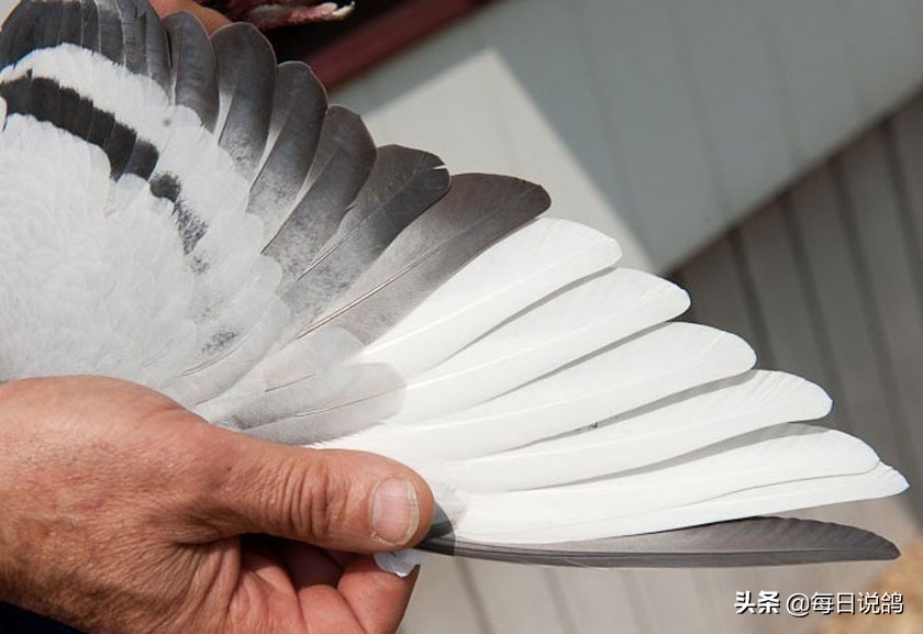 96年巴塞罗那比赛录像,2011年巴塞罗那五冠王