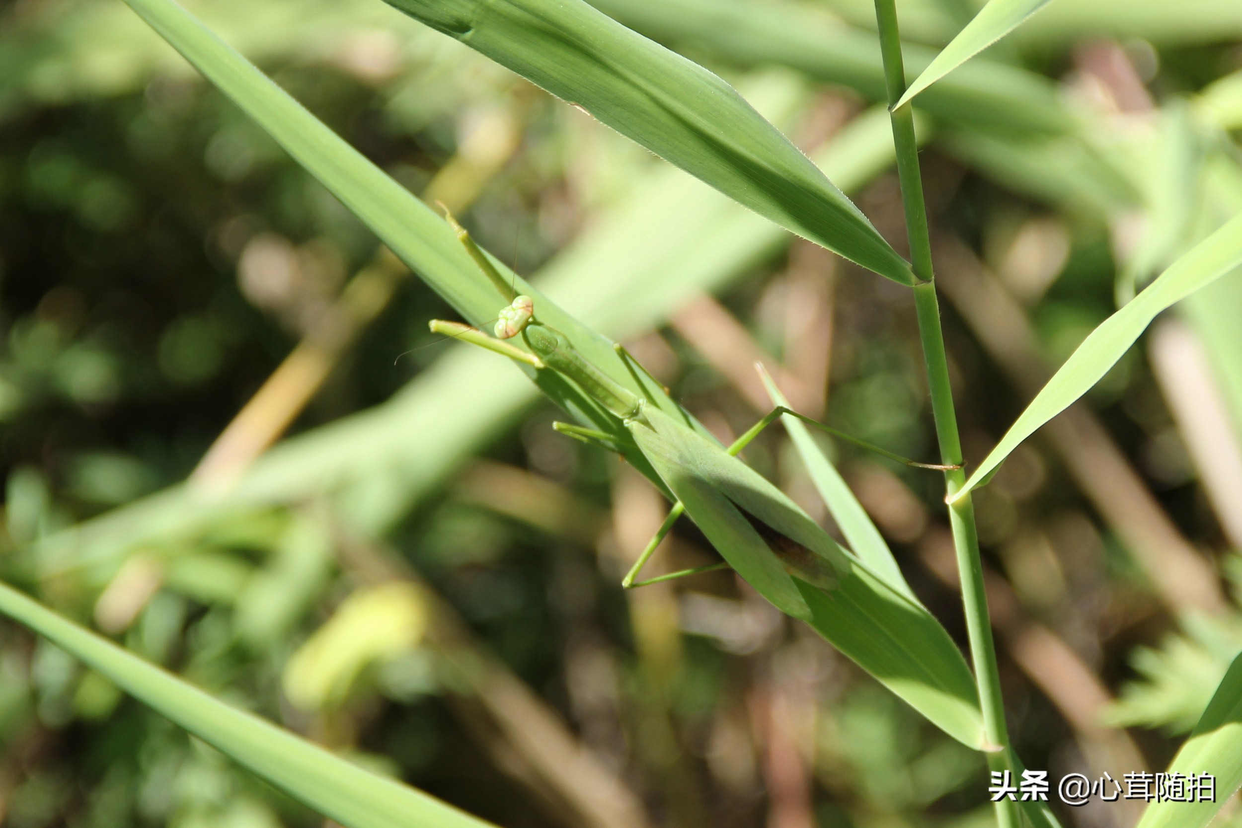 自驾白河湾,白河湾自然风景区自驾