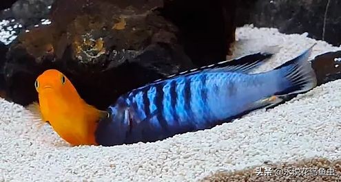 三湖慈鲷鱼肚子瘪,三湖慈鲷和老鼠鱼