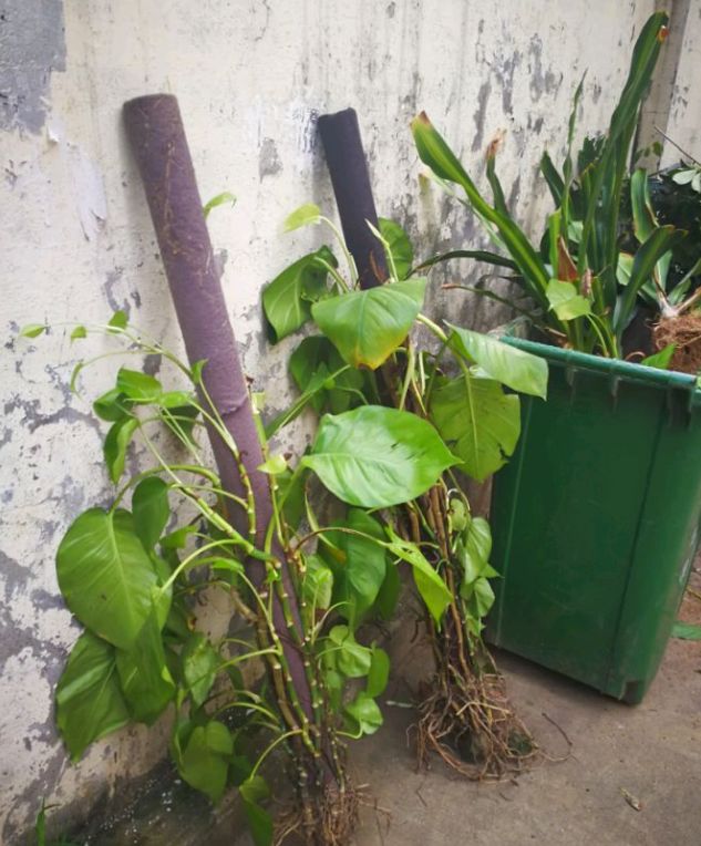 倒垃圾时捡一盆绿萝,被丢弃的一盆绿萝