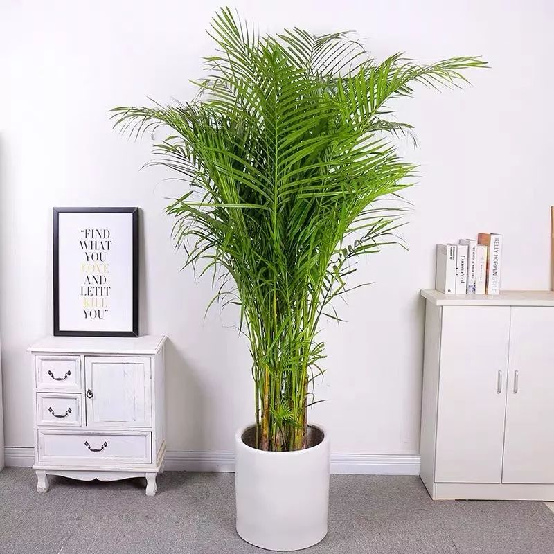 十大卧室养殖吸甲醛净化空气绿植,净化甲醛最有效绿植盆栽