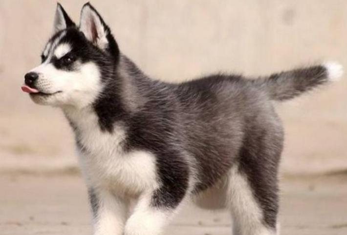 哈士奇的铲屎官,哈士奇幼犬有多蠢