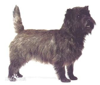 小型犬品种大全及图片柯基犬,不掉毛无体味性格温顺的小型犬