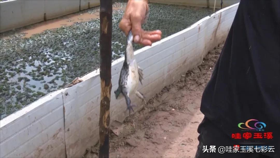 牛蛙养殖生财有道,大龙潭牛蛙养殖前景