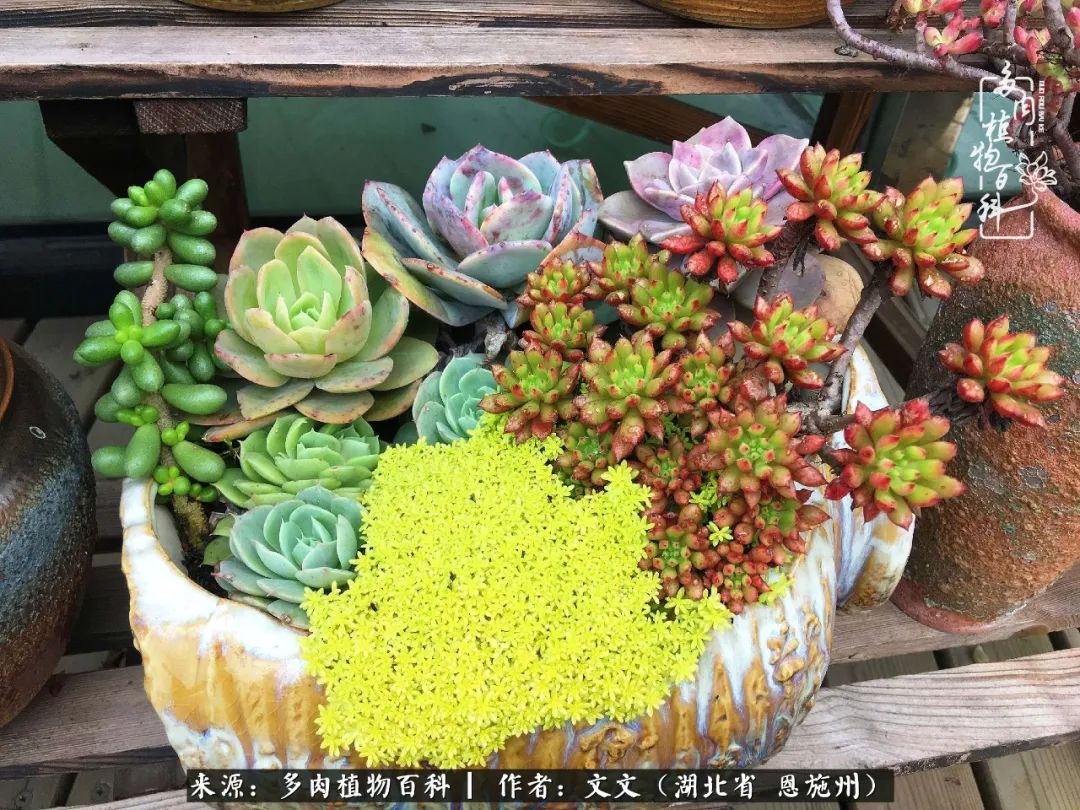 夏季多肉花园图片,初夏多肉花园