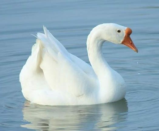 骆宾王是如何写下咏鹅这首诗的,咏鹅这首诗写了骆宾王什么事情