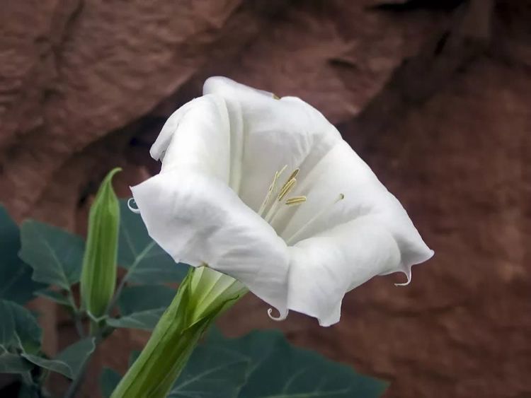 你家喜欢养的这种花居然有毒？不要放室内，更不要让小孩接触