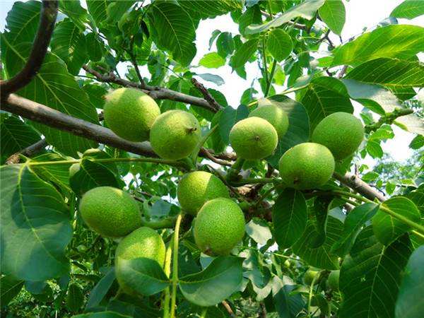 核桃树坐果时期怎样管理核桃树,核桃树怎样提高坐果率