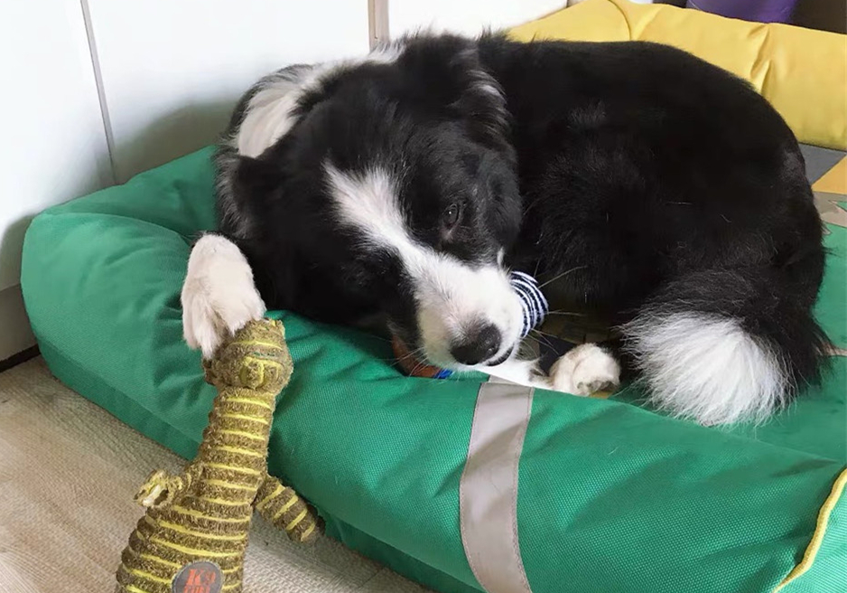 狗狗骨质增生可以补钙吗,狗吃什么可以防止骨质疏松