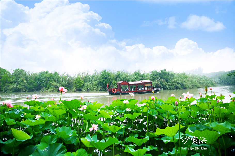 常熟哪里有荷花,江苏常熟荷花景区