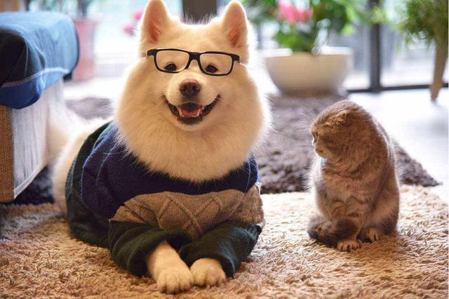 狗狗怀孕的特征和注意事项，你知道吗？