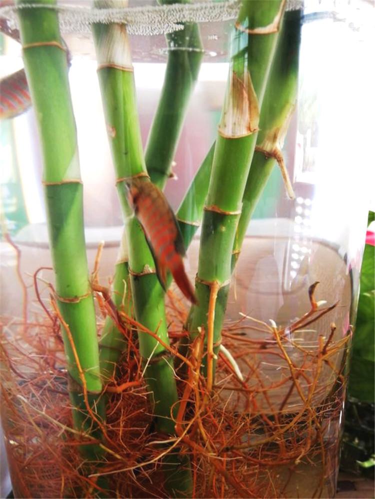 适合花鱼共养的水培植物,什么水培花卉可以和鱼一起养的