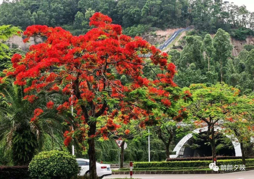 凤凰浴火时，盛夏晚晴天