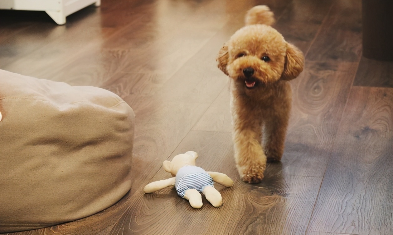 贵宾犬的哪种体态更适合新手,标准型贵宾犬和迷你型贵宾犬区别
