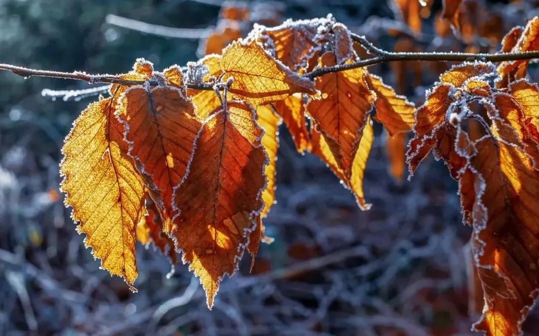 半生风雪，吹落深秋霜月